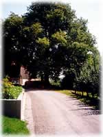 Unsere Hoflinde